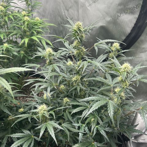 Apple Fritter, Orion F1, Mimosa growlog timeline photo