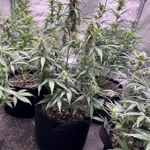 Apple Fritter, Orion F1, Mimosa growlog timeline photo