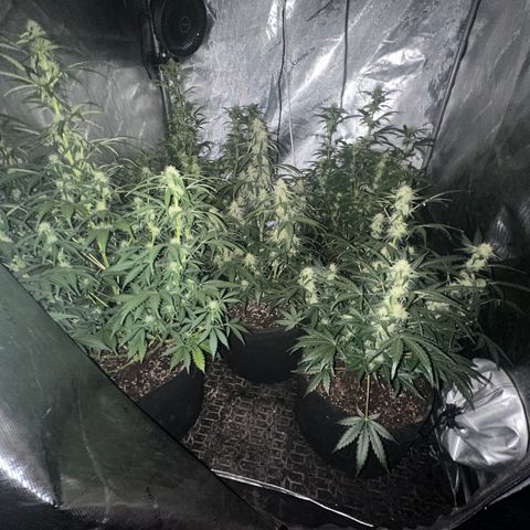 Apple Fritter, Orion F1, Mimosa growlog timeline photo