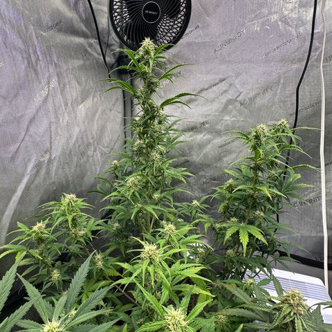 Apple Fritter, Orion F1, Mimosa growlog timeline photo