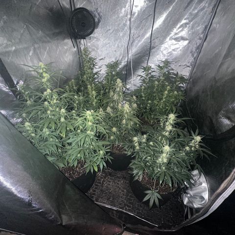 Apple Fritter, Orion F1, Mimosa growlog timeline photo