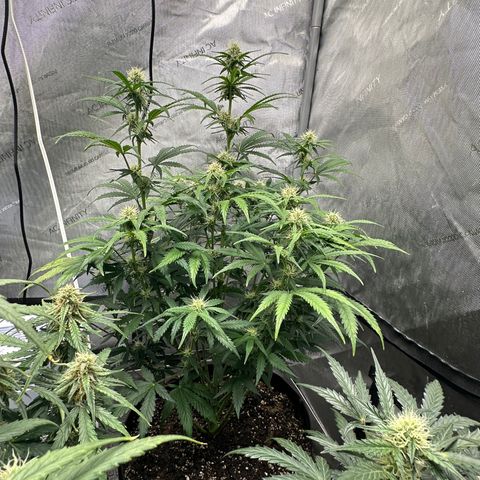 Apple Fritter, Orion F1, Mimosa growlog timeline photo