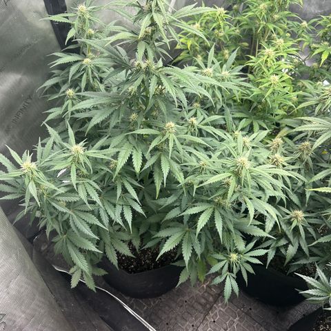 Apple Fritter, Orion F1, Mimosa growlog timeline photo