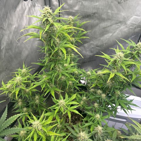 Apple Fritter, Orion F1, Mimosa growlog photo: Apple Fritter