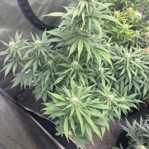 Apple Fritter, Orion F1, Mimosa growlog timeline photo