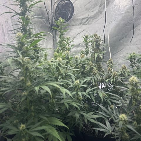Apple Fritter, Orion F1, Mimosa growlog timeline photo