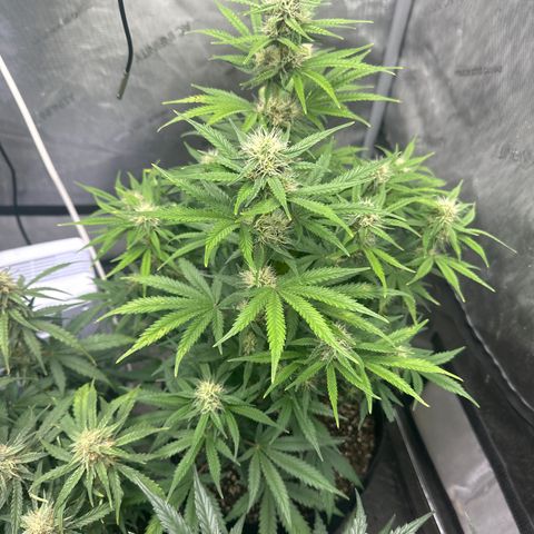 Apple Fritter, Orion F1, Mimosa growlog photo: Mimosa 
