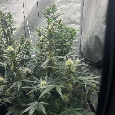 Apple Fritter, Orion F1, Mimosa growlog timeline photo