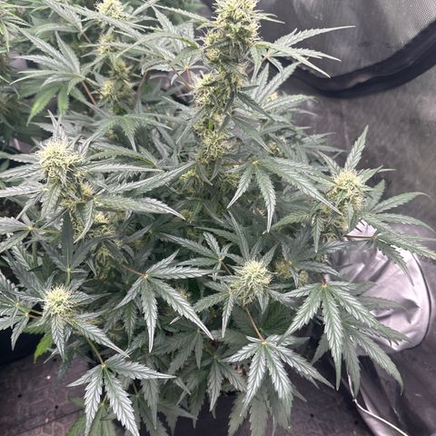 Apple Fritter, Orion F1, Mimosa growlog photo: Mimosa 
