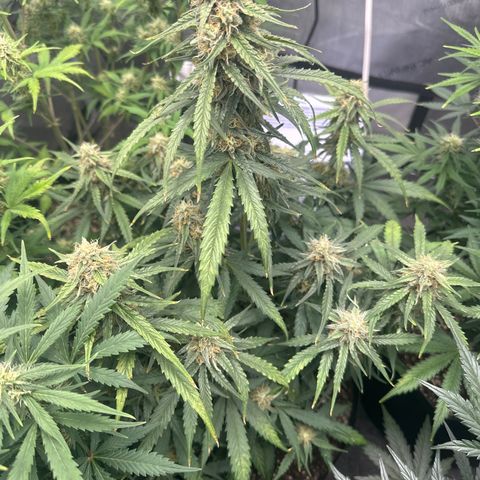 Apple Fritter, Orion F1, Mimosa growlog photo: Orion F1