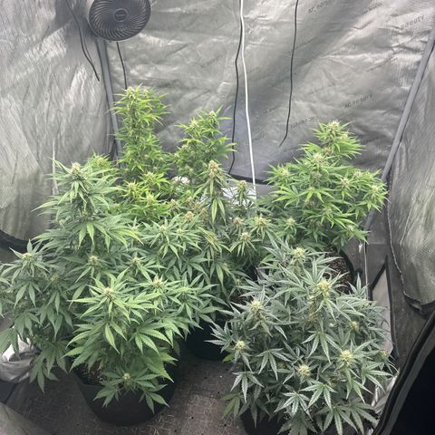 Apple Fritter, Orion F1, Mimosa growlog timeline photo
