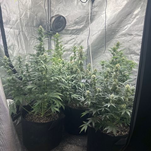 Apple Fritter, Orion F1, Mimosa growlog timeline photo