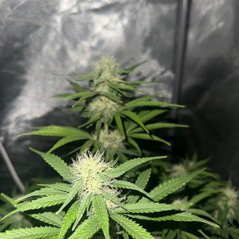 Apple Fritter, Orion F1, Mimosa growlog timeline photo