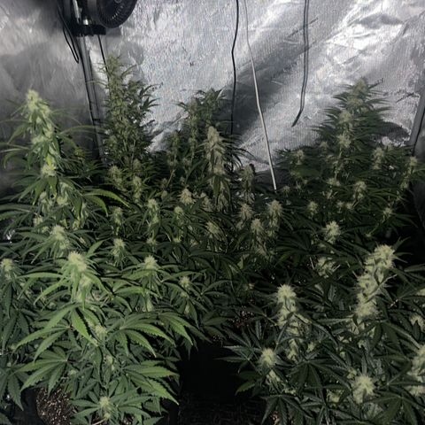 Apple Fritter, Orion F1, Mimosa growlog timeline photo
