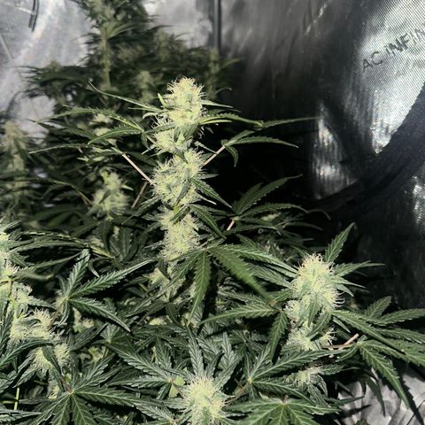 Apple Fritter, Orion F1, Mimosa growlog timeline photo