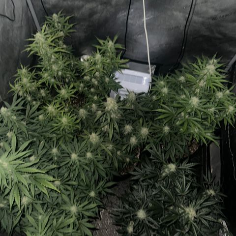 Apple Fritter, Orion F1, Mimosa growlog timeline photo