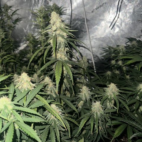 Apple Fritter, Orion F1, Mimosa growlog timeline photo