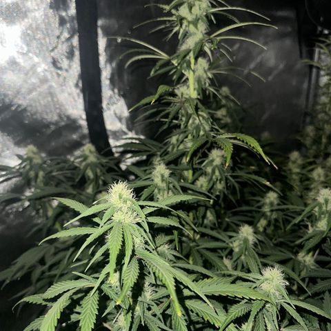 Apple Fritter, Orion F1, Mimosa growlog timeline photo