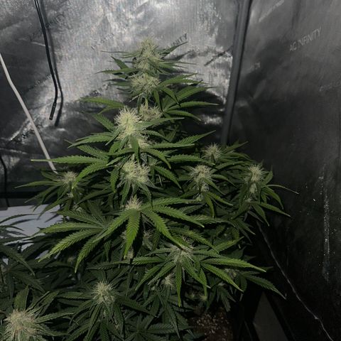Apple Fritter, Orion F1, Mimosa growlog timeline photo