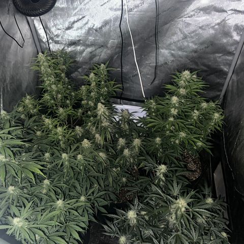 Apple Fritter, Orion F1, Mimosa growlog timeline photo