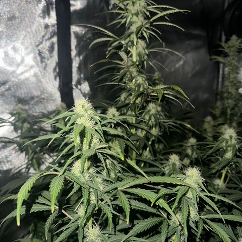 Apple Fritter, Orion F1, Mimosa growlog timeline photo