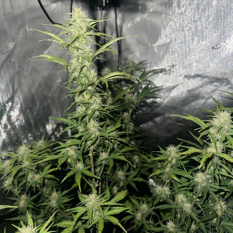 Apple Fritter, Orion F1, Mimosa growlog timeline photo