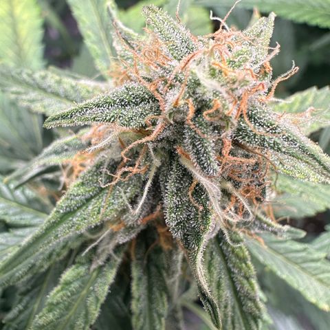 Apple Fritter, Orion F1, Mimosa growlog photo: Orion 41