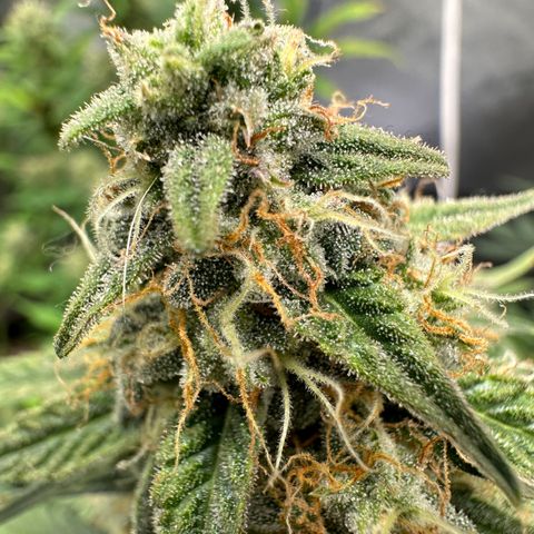 Apple Fritter, Orion F1, Mimosa growlog photo: Orion 41