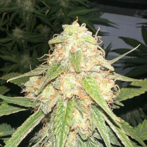 Apple Fritter, Orion F1, Mimosa growlog photo: Orion F1