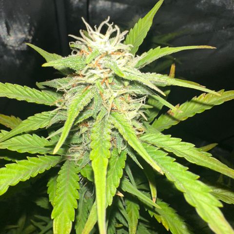 Apple Fritter, Orion F1, Mimosa growlog photo: Apple Fritter