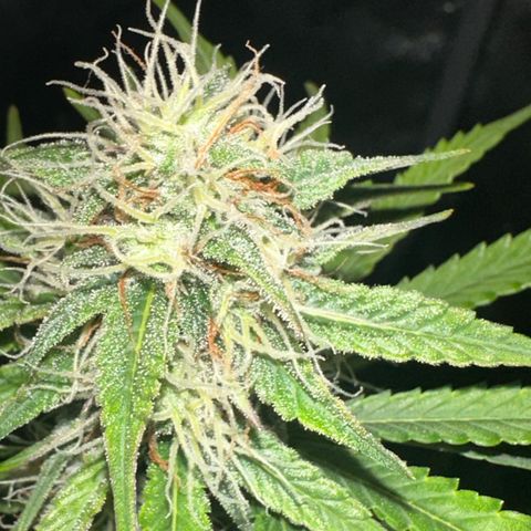 Apple Fritter, Orion F1, Mimosa growlog photo: Mimosa 