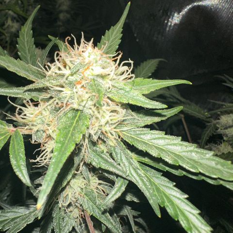 Apple Fritter, Orion F1, Mimosa growlog photo: Mimosa 