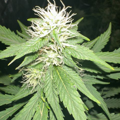 Apple Fritter, Orion F1, Mimosa growlog photo: Apple Fritter