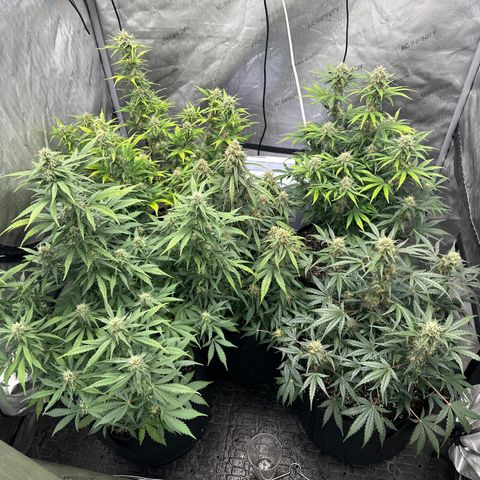 Apple Fritter, Orion F1, Mimosa growlog timeline photo