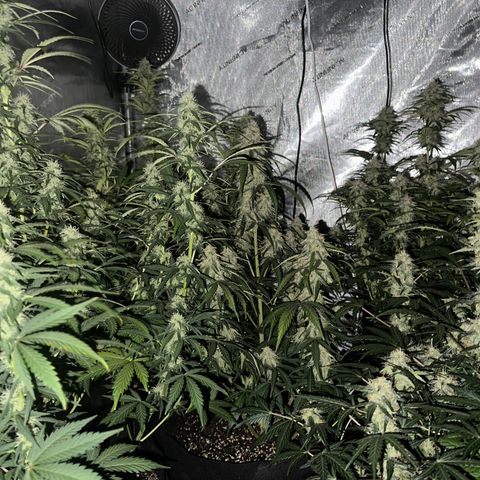 Apple Fritter, Orion F1, Mimosa growlog timeline photo