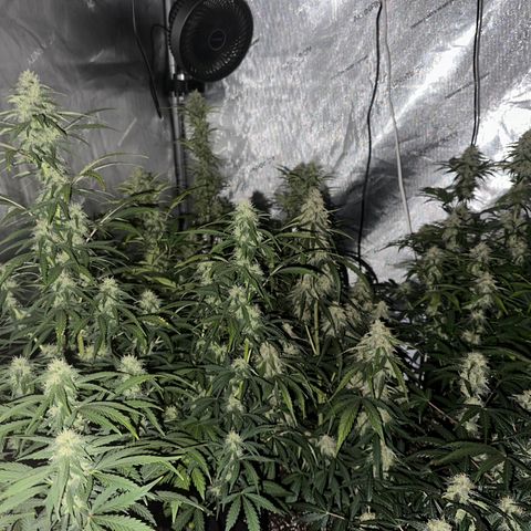 Apple Fritter, Orion F1, Mimosa growlog timeline photo