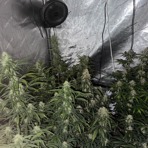 Apple Fritter, Orion F1, Mimosa growlog timeline photo
