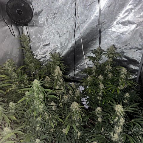 Apple Fritter, Orion F1, Mimosa growlog timeline photo