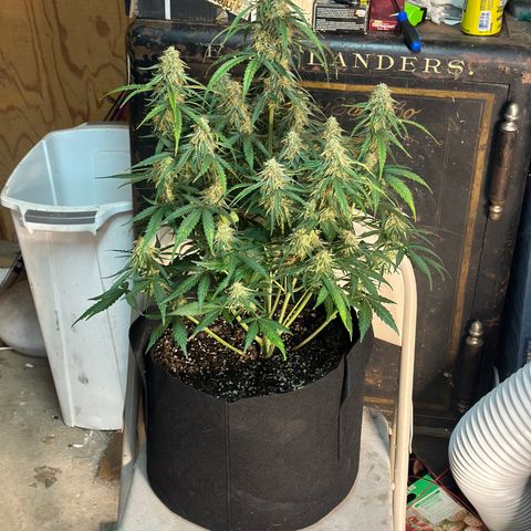 Apple Fritter, Orion F1, Mimosa growlog photo: Couple more days on the Orion F1 trichomes are still milky and clear waiting for all the clear to be gone and some amber and cloudy