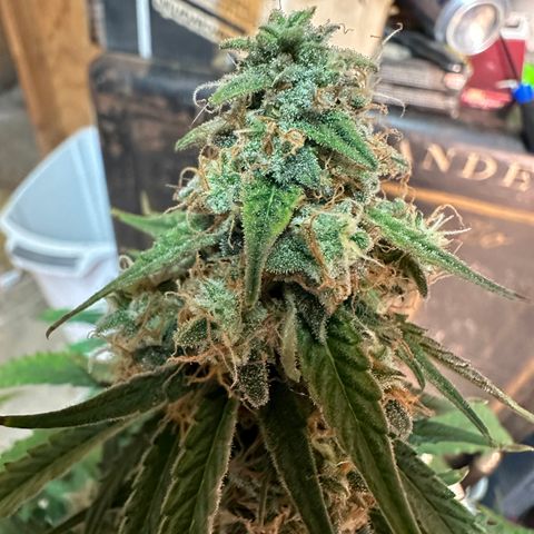 Apple Fritter, Orion F1, Mimosa growlog photo: Couple more days on the Orion F1 trichomes are still milky and clear waiting for all the clear to be gone and some amber and cloudy