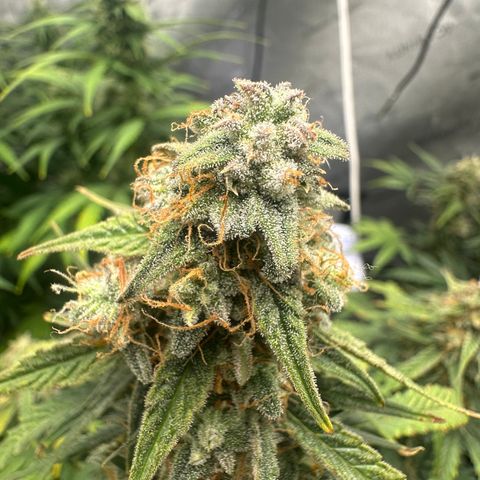 Apple Fritter, Orion F1, Mimosa growlog photo: Orion F1