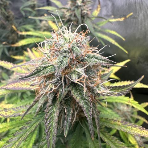 Apple Fritter, Orion F1, Mimosa growlog photo: Mimosa Auto Trichomes starting to turn Amber 