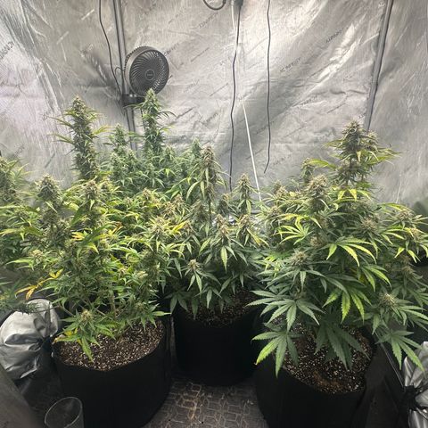 Apple Fritter, Orion F1, Mimosa growlog timeline photo