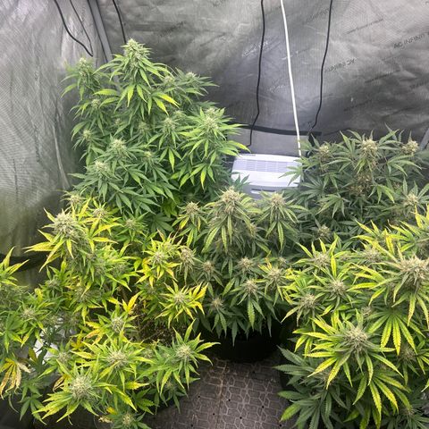 Apple Fritter, Orion F1, Mimosa growlog timeline photo