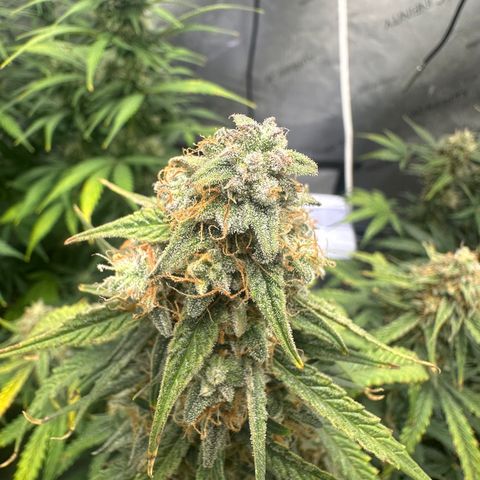 Apple Fritter, Orion F1, Mimosa growlog photo: Orion F1