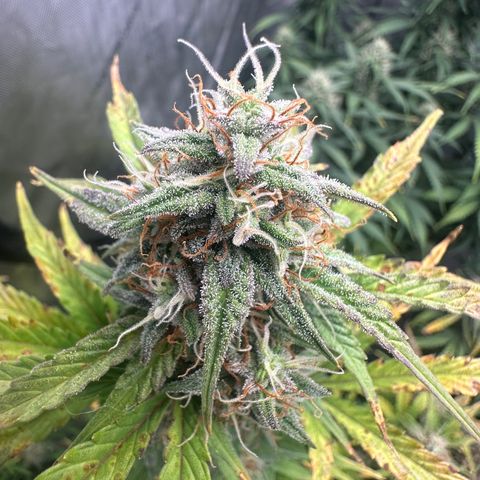 Apple Fritter, Orion F1, Mimosa growlog photo: Apple Fritter Auto