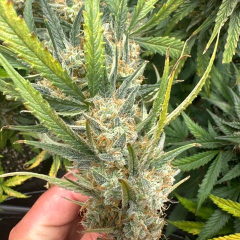 Apple Fritter, Orion F1, Mimosa growlog photo: Orion F1 harvesting tomorrow or the next day