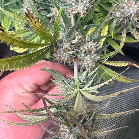 Apple Fritter, Orion F1, Mimosa growlog photo: Mimosa Automatic will be harvest tomorrow or the next day