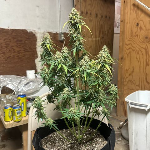 Apple Fritter, Orion F1, Mimosa growlog photo: Orion F1 Harvest