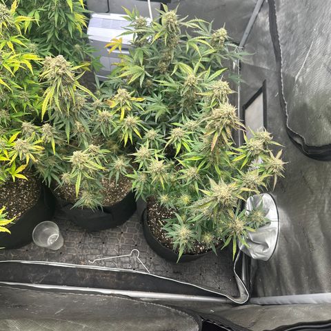 Apple Fritter, Orion F1, Mimosa growlog photo: Mimosa Automatic #1 Harvest